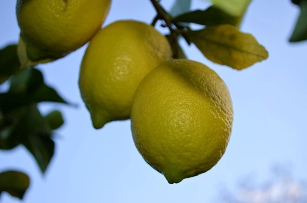 【瀬戸内広島発】 Session IPA Lemon 330ml　大崎上島産レモン　クラフトビール